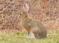 Snowshoe Hare.jpg