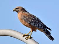 Hawk4.jpg