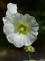 FSC_8852.jpg