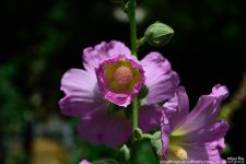 FSC_8986.jpg