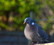 DSC_0273.jpg