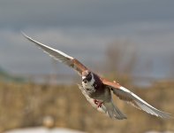 DSC_8401.jpg