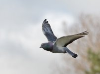 DSC_8403.jpg