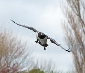 DSC_8446.jpg