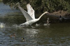 DSC_8453.jpg