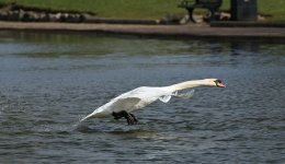 DSC_8466.jpg