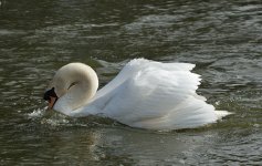 DSC_8484.jpg