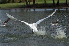 DSC_8487.jpg