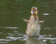Ducky.jpg