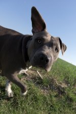 151186d1429375010-pets-petography-thread-_dsc3644-1.jpg