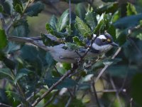 BWWarbler5.jpg