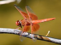 Dragonfly.jpg