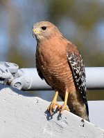 Hawk.jpg