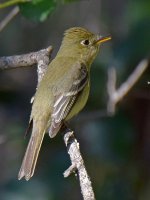 Kinglet.jpg