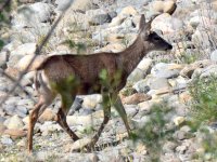 MuleDeer.jpg