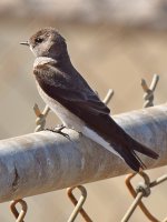 Swallow2.jpg