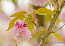 Blossoms 01.jpg