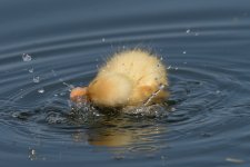 _DSC3791.jpg