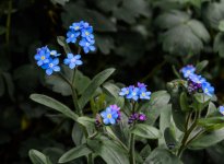 DSC_1950.jpg