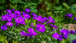 DSC_1952.jpg
