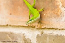 MacroLizard-2.jpg