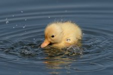 _DSC3792.jpg