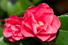 _DSC3821.jpg