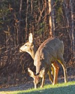 Mule Deer Does.jpg