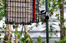 Downy Woodpecker2.jpg
