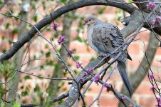 Mourning Dove.jpg