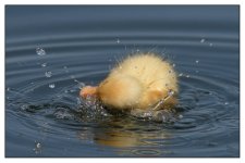 duckling.jpg