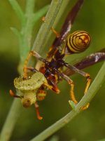 Wasp2.jpg