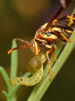 Wasp4.jpg