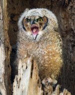ScreamOrYawn-1.jpg