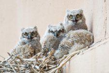 OwletPart3-1.jpg