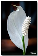 white-flower.jpg