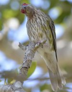 2014-10-25  2254  Oz Fig Bird.jpg