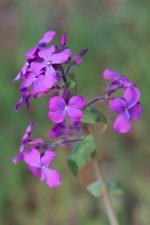 _DSC3661.jpg