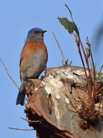 Bluebird_2015-04-19.jpg