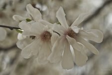 _AAA4780 - Version 2 - 2015-04-19 at 12-07-57.jpg
