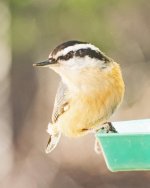 Nuthatch 1.jpg