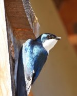 Tree Swallow.jpg