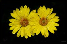 Spring2015-2.jpg