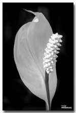 black-white-flower.jpg