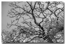 b-w-tree-1.jpg