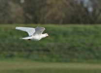 DSC_8650.jpg