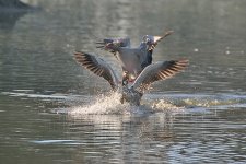 DSC_8528.jpg
