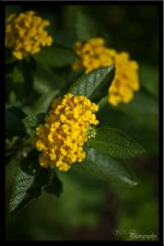 flower1.jpg