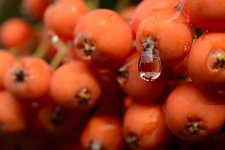 Mountain ASh Berries.jpg