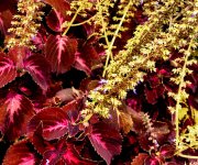 Partridge Creek flowers 1200.jpg